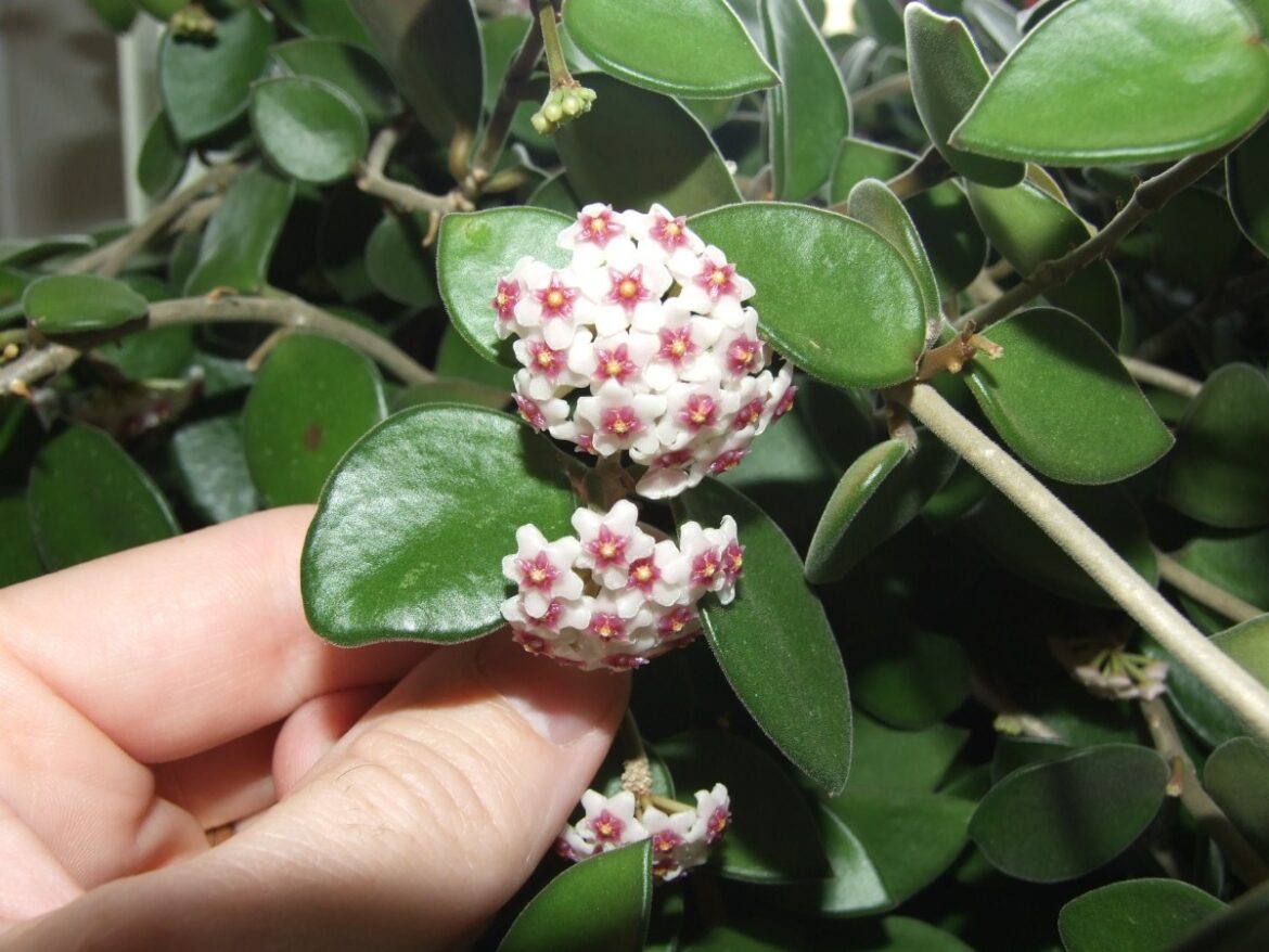 Quelle terre pour rempoter un Hoya ?