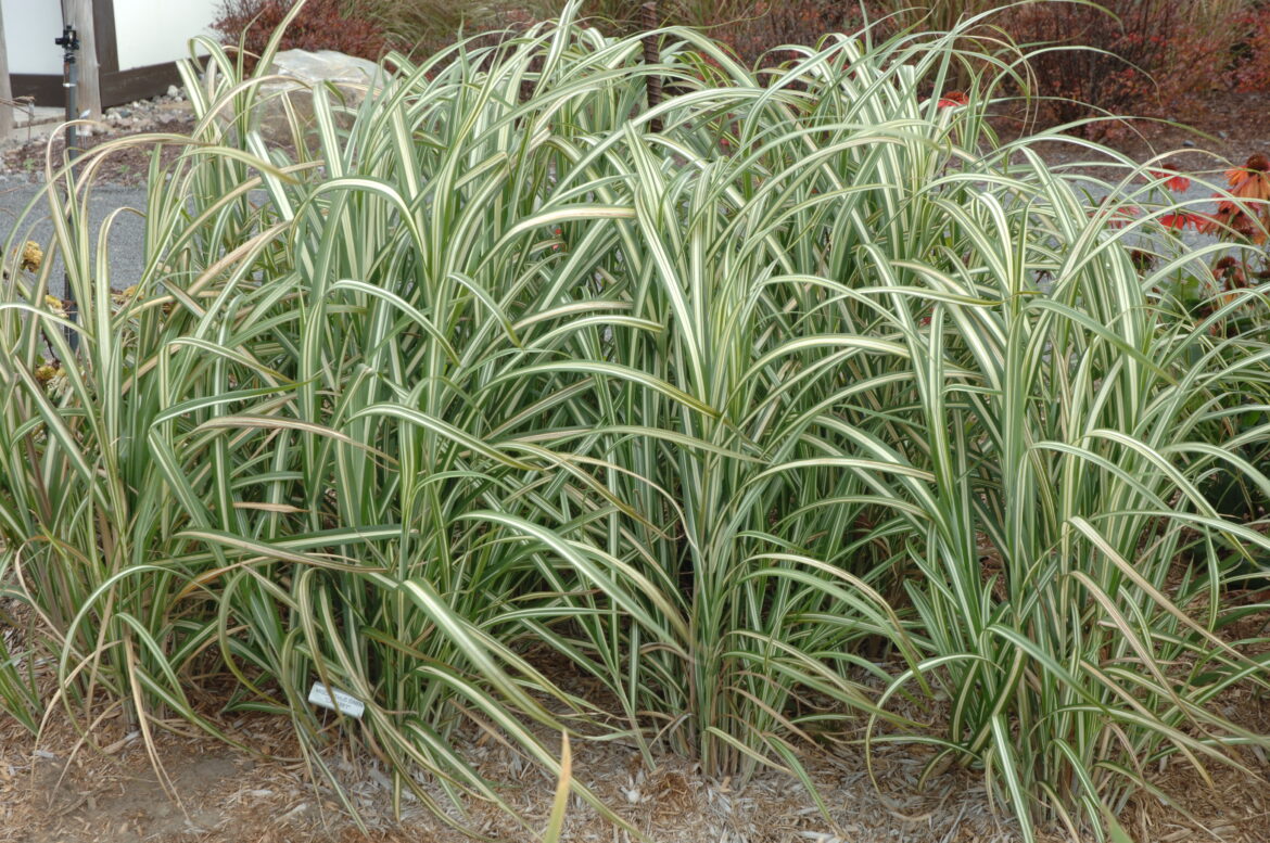 Quelle terre pour roseau de Chine ?