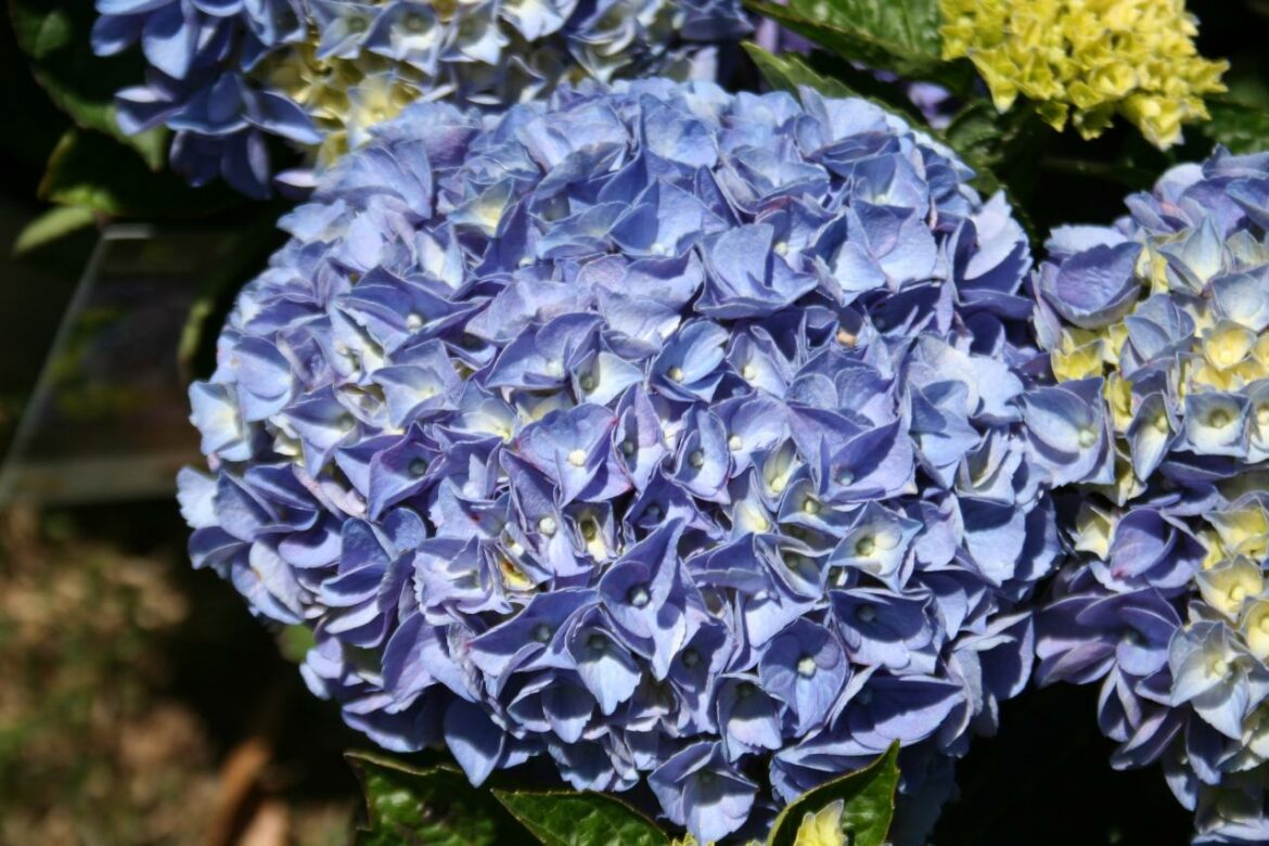 Quelle terre pour un Hydrangea macrophylla ?
