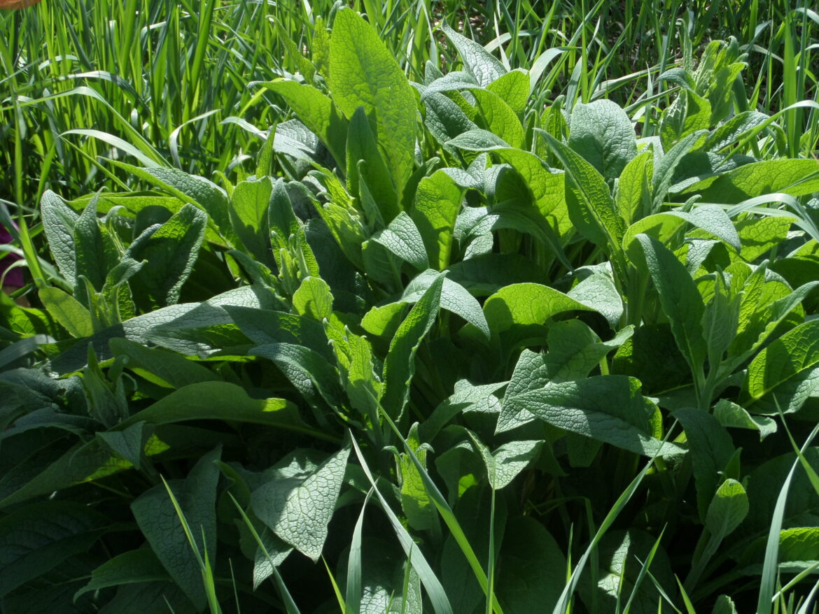 Quelles feuilles sont comestibles ?