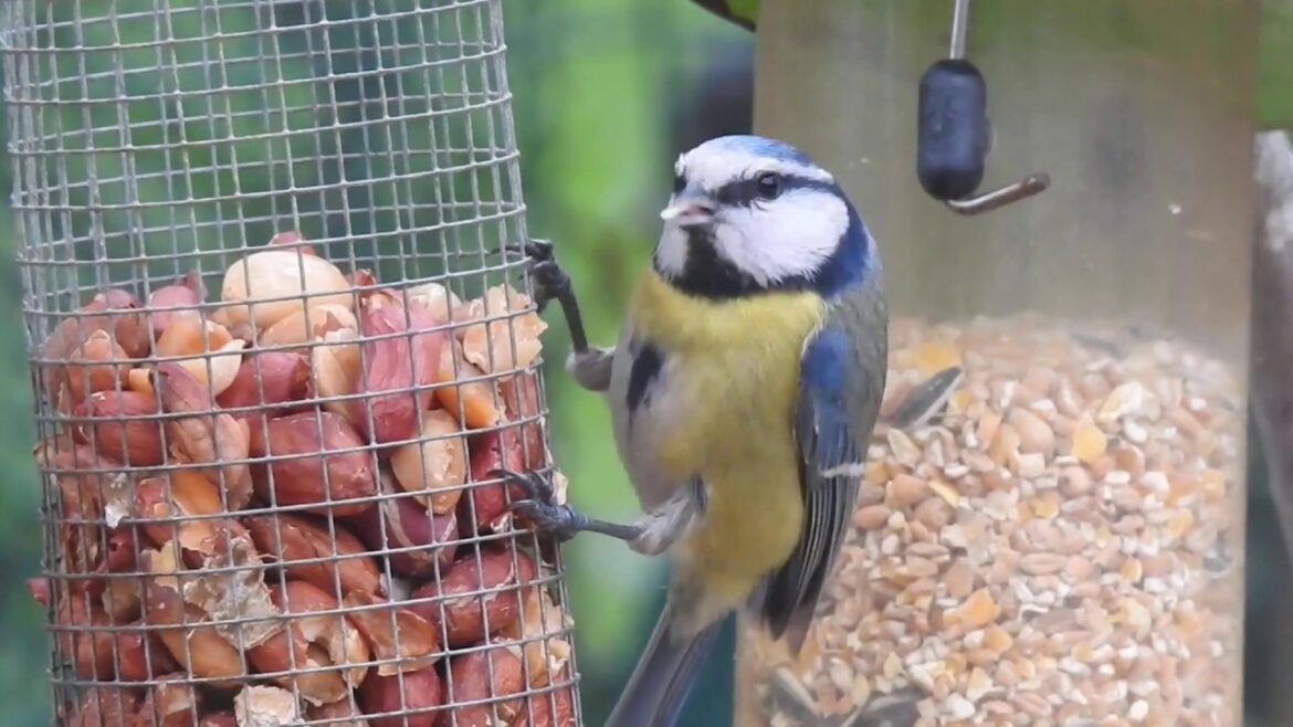 Quelles graines donner aux mésanges ?