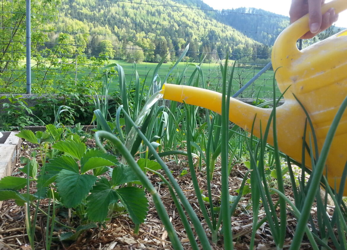 Quelles plantes aiment l'urine ?