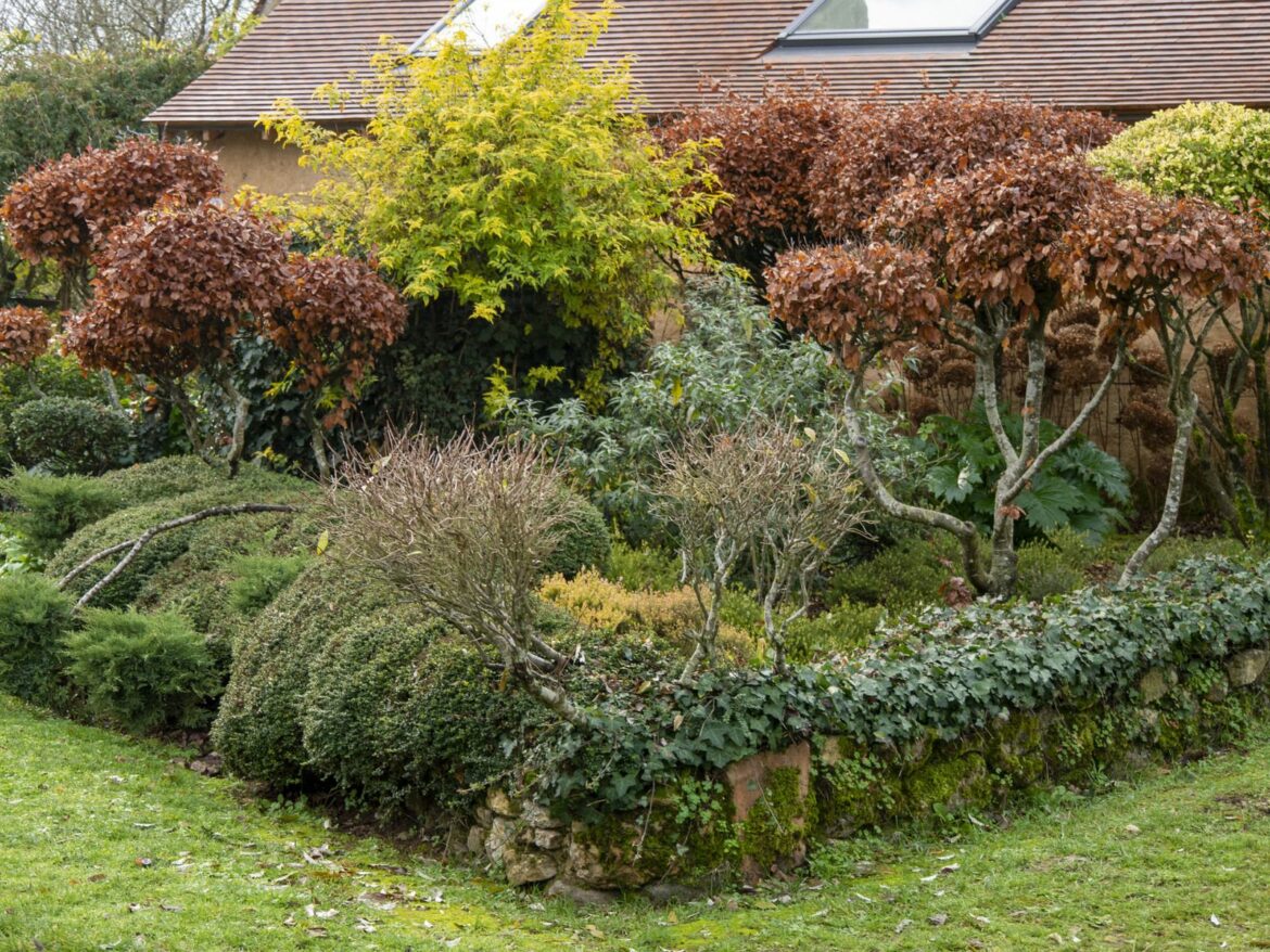 Quelles plantes associer avec le phormium ?