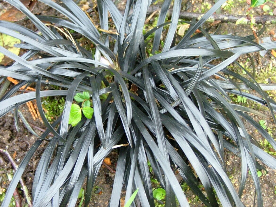 Quelles plantes choisir ?