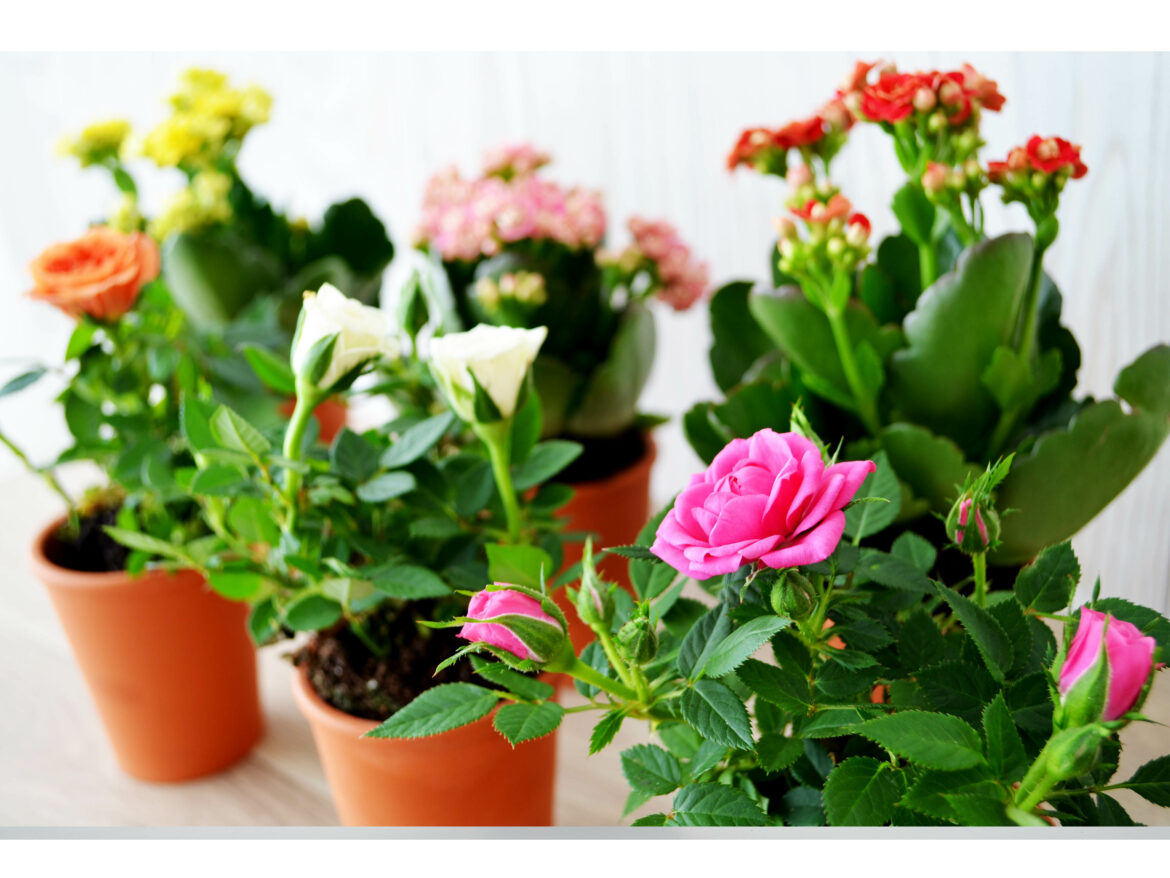 Quelles plantes fleuries pour l'hiver ?