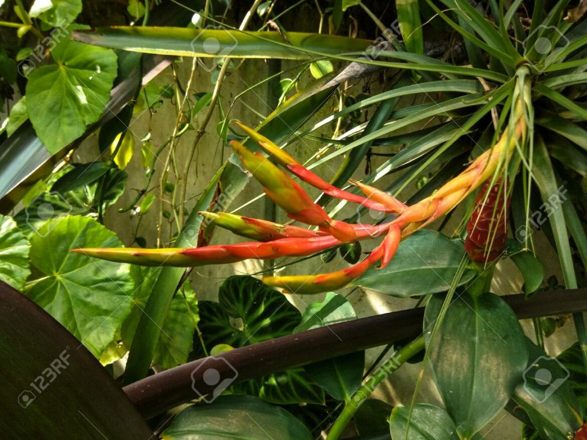 Quelles plantes sont toxiques pour les perruches ?