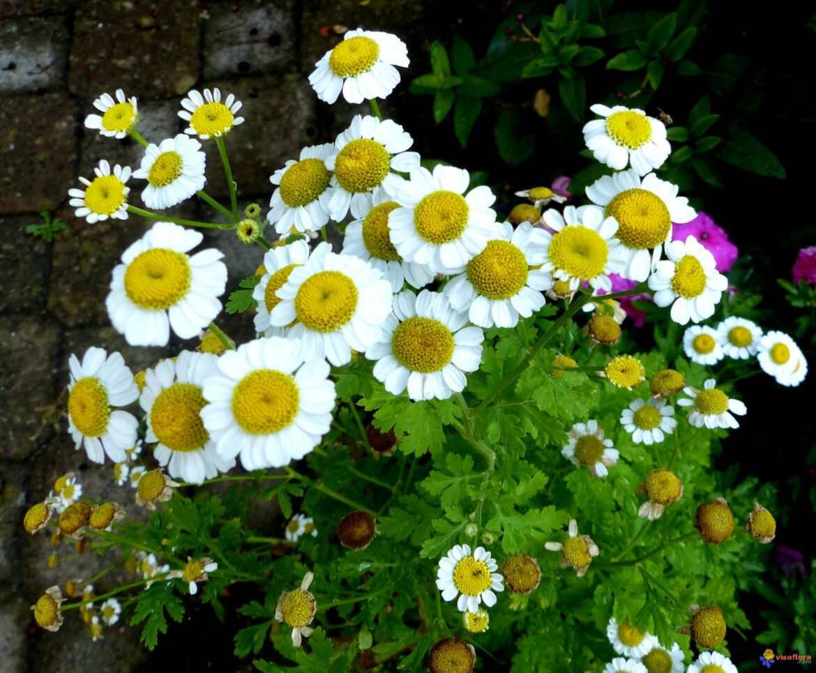 Quelles sont les Contre-indications de la camomille ?