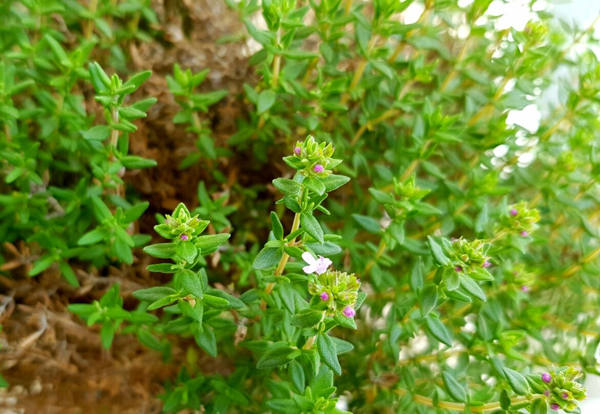 Quelles sont les Contre-indications du thym ?