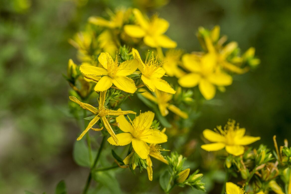 What are the effects of St. John's wort on the brain? Housekeeping