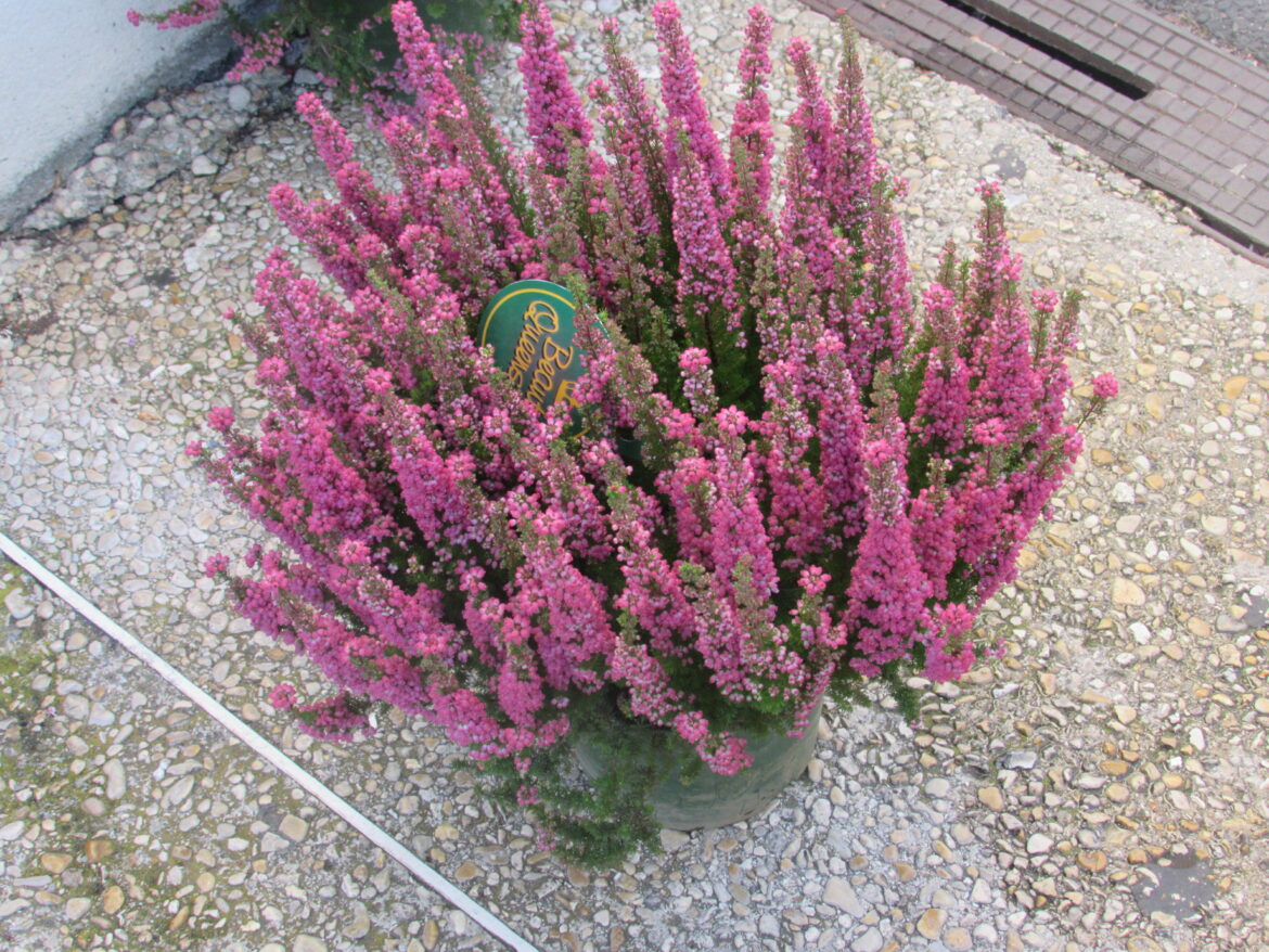 Quelles sont les meilleures plantes vivaces ?