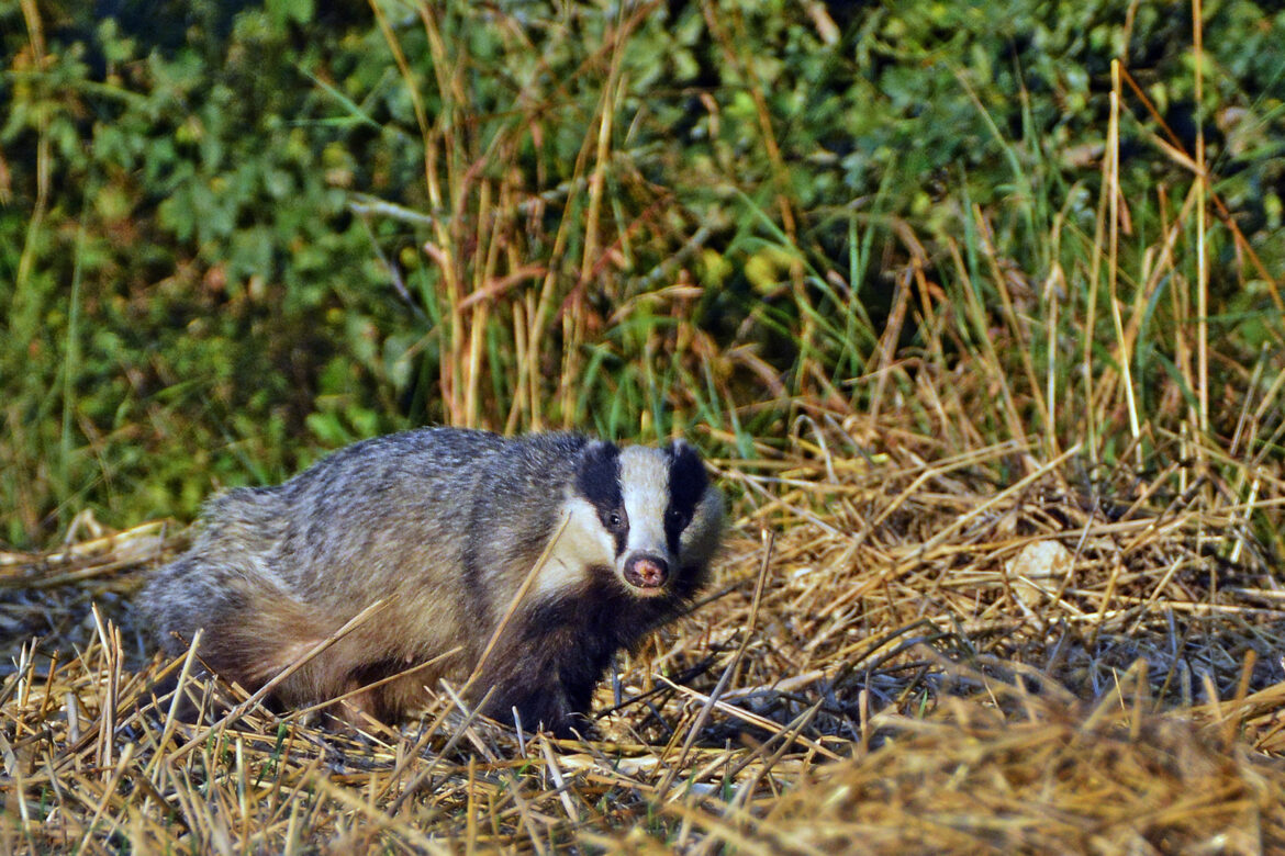 Quelles sont les nuisible ?