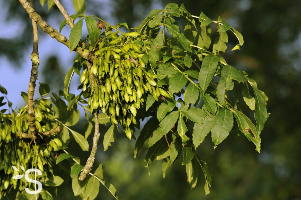 Quelles sont les plantes à éviter en cas d'hypertension ?