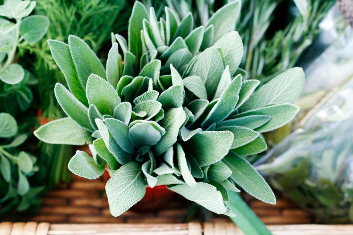 Quelles sont les plantes à éviter en cas d'hypertension ?