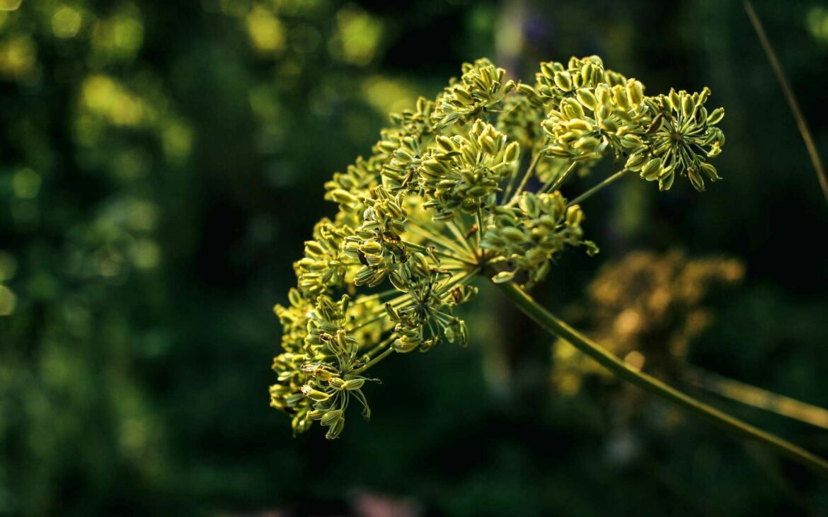 Quelles sont les plantes condimentaires ?