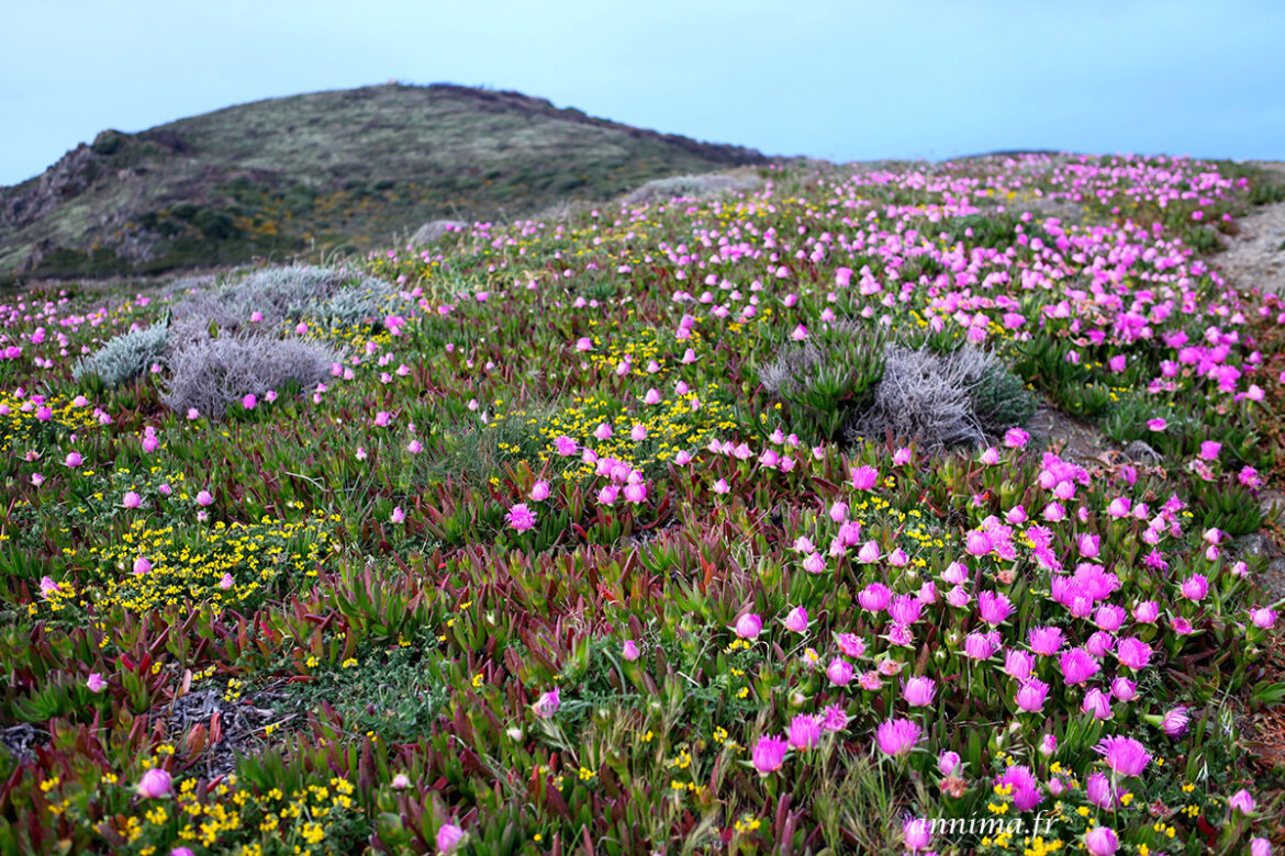 Quelles sont les plantes du maquis corse ?