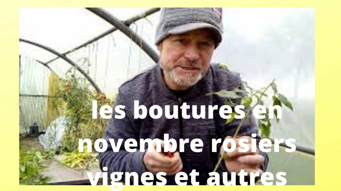 Quelles sont les plantes que l'on peut bouturer dans l'eau ?