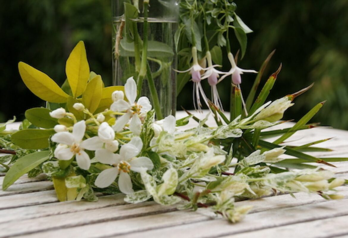 Quelles sont les plantes que l'on peut bouturer dans l'eau ?