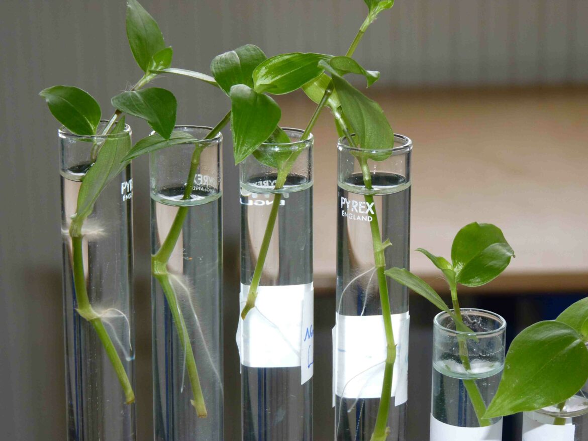 Quelles sont les plantes que l'on peut bouturer dans l'eau ?