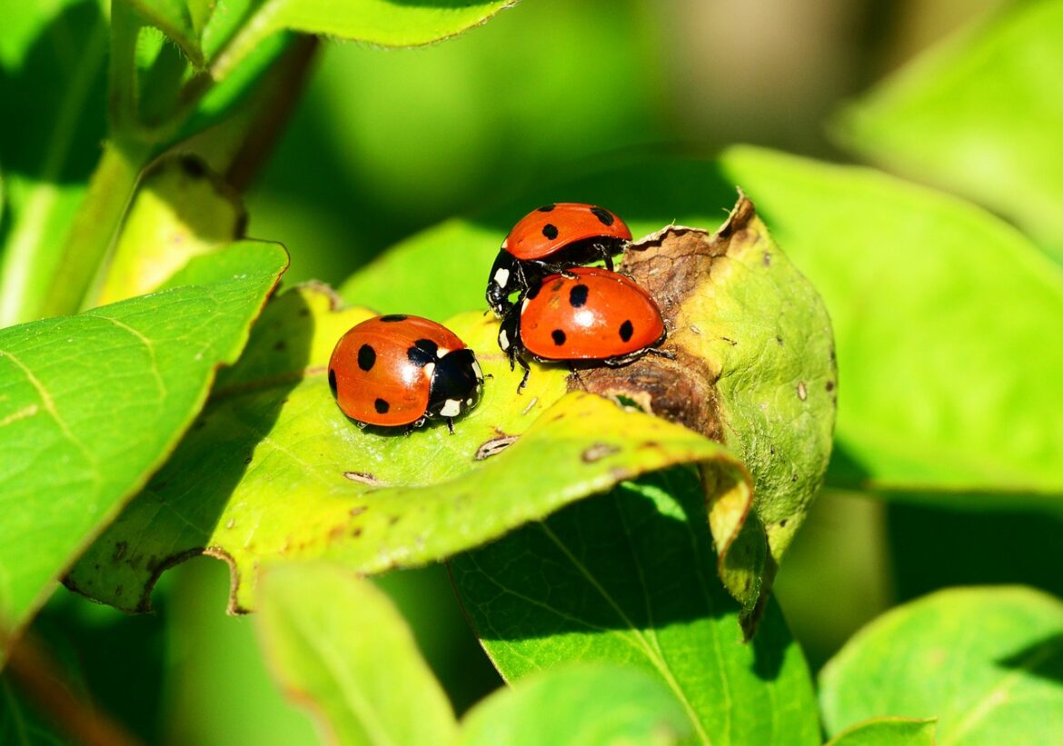 Quelles sont les plantes qui attirent les coccinelles ?