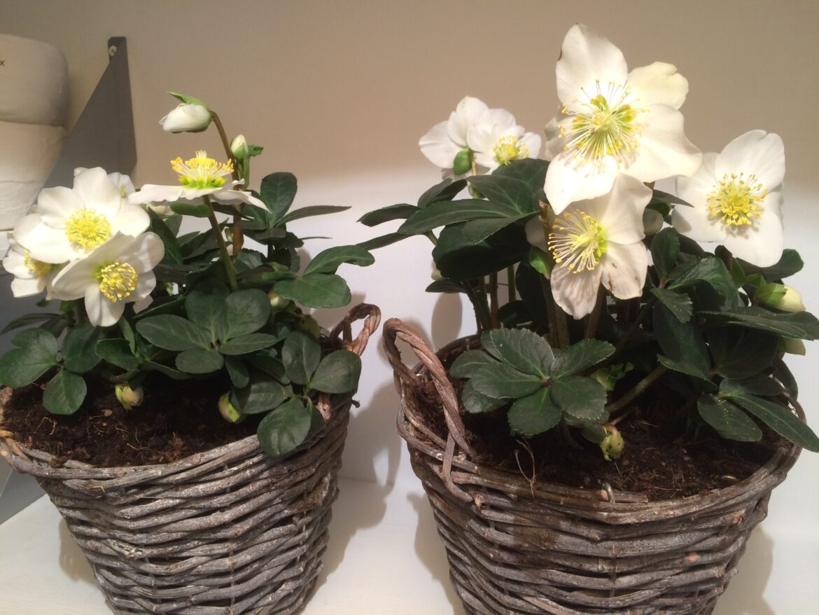 Quelles sont les plus belles fleurs d'intérieur ?