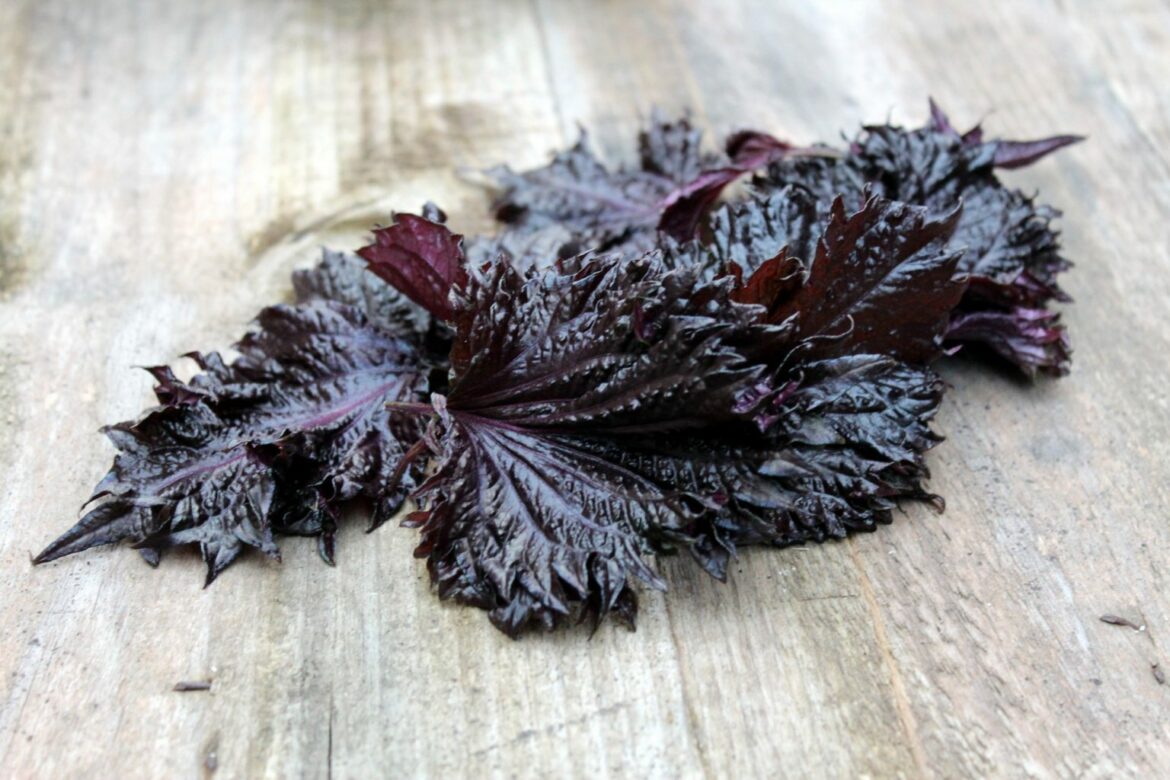 Quelles sont les propriétés du shiso ?