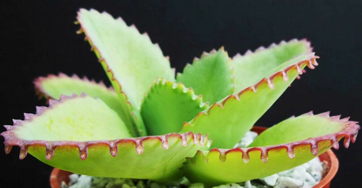 Quelles sont les vertus du kalanchoe ?