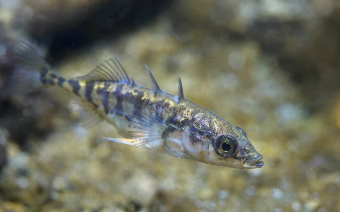 Quels animaux ont une fécondation interne ?