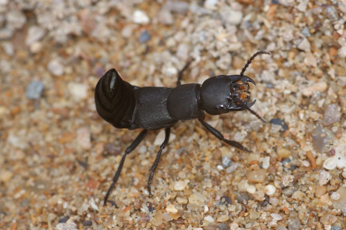 Quels insectes dans la maison ?