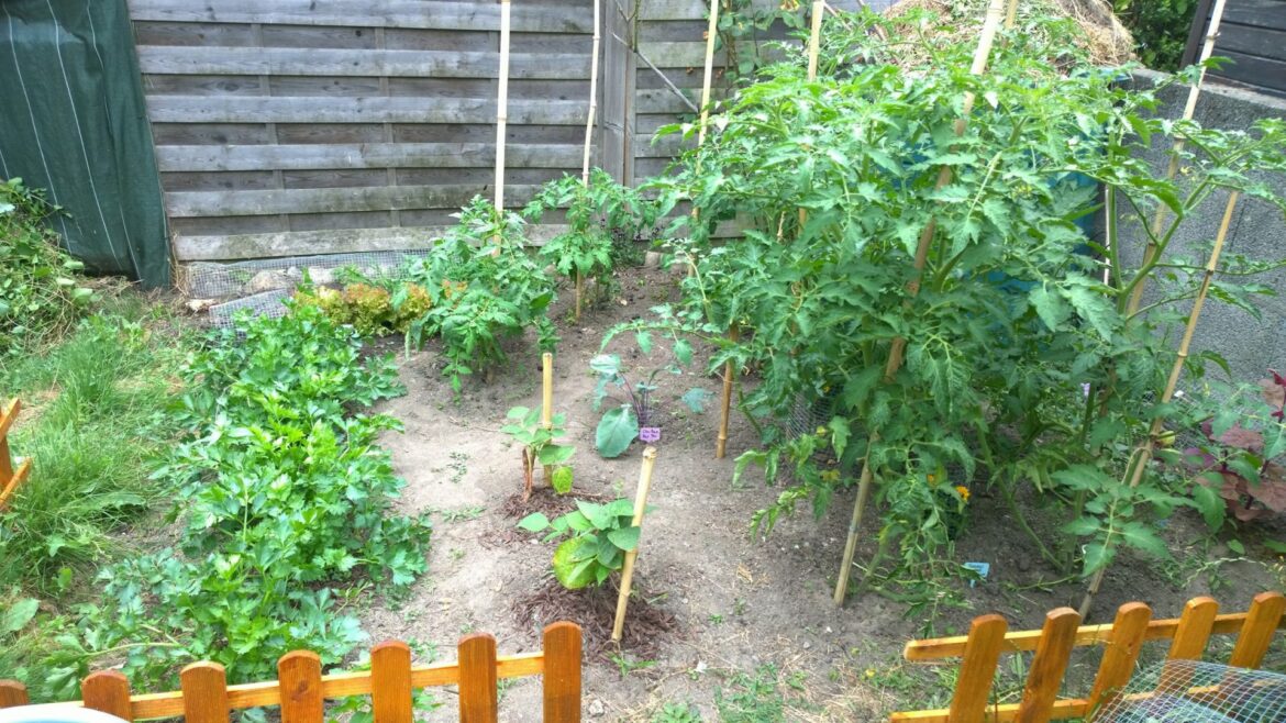 Quels légumes planter en août et septembre ?
