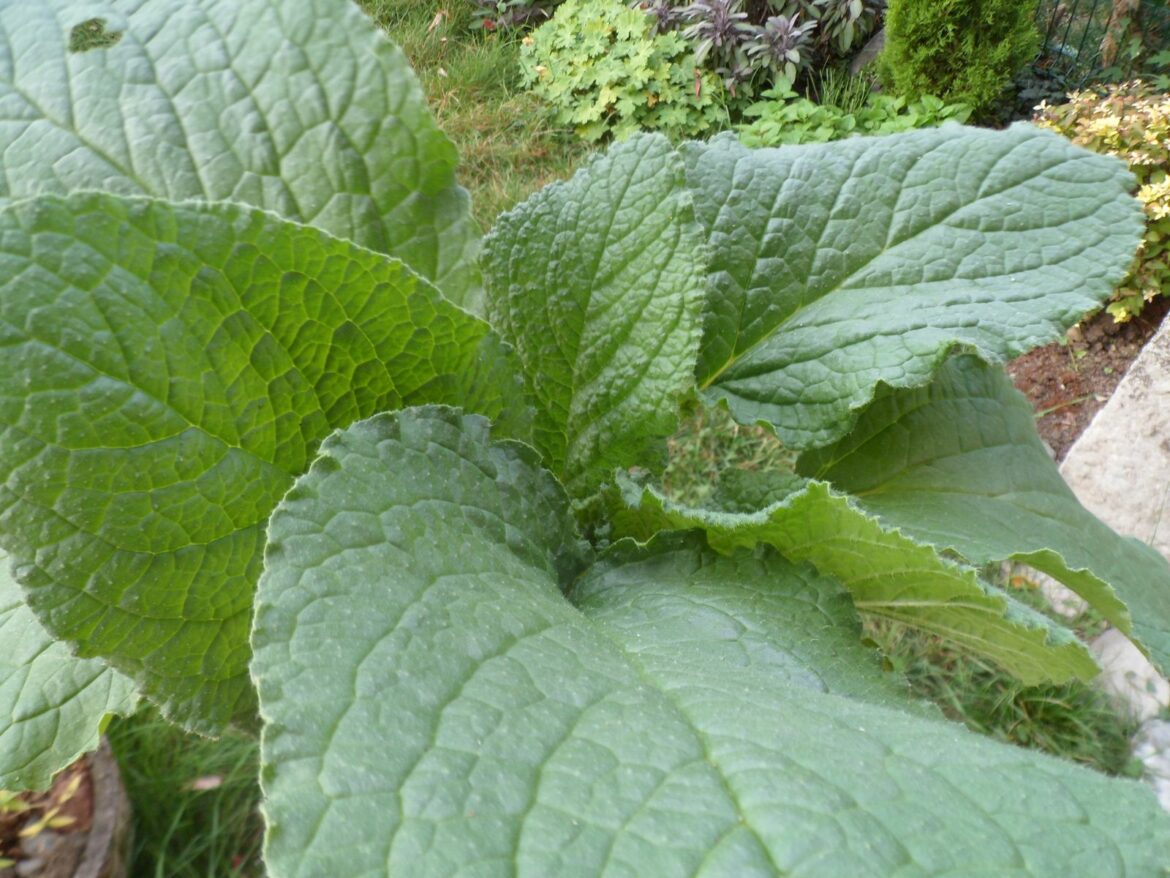 Quels sont les bienfaits de la bourrache ?