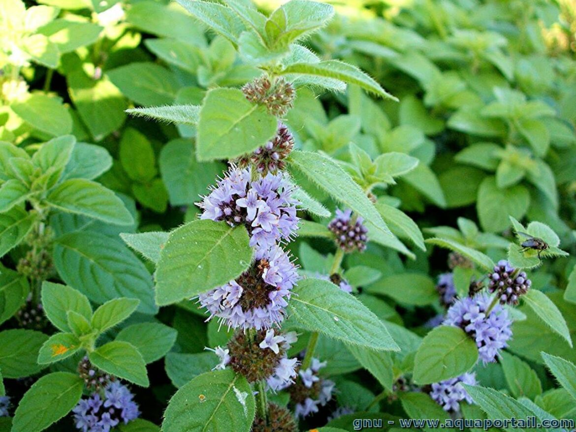 Quels sont les bienfaits de la menthe sauvage ?