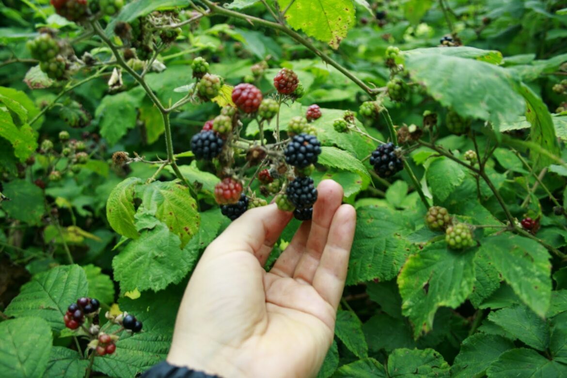 Quels sont les bienfaits de la ronce ?