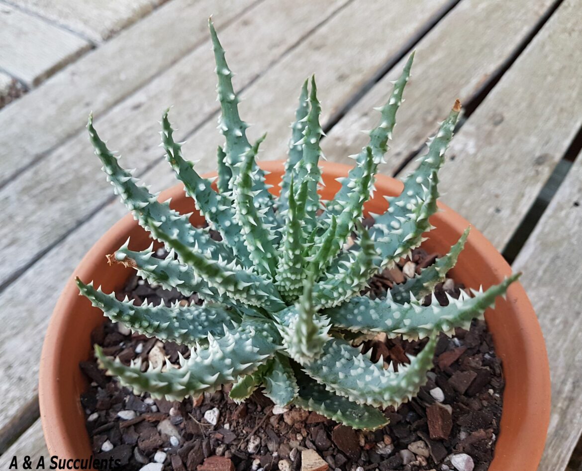 Quels sont les bienfaits de l'aloe vera dans une maison ?