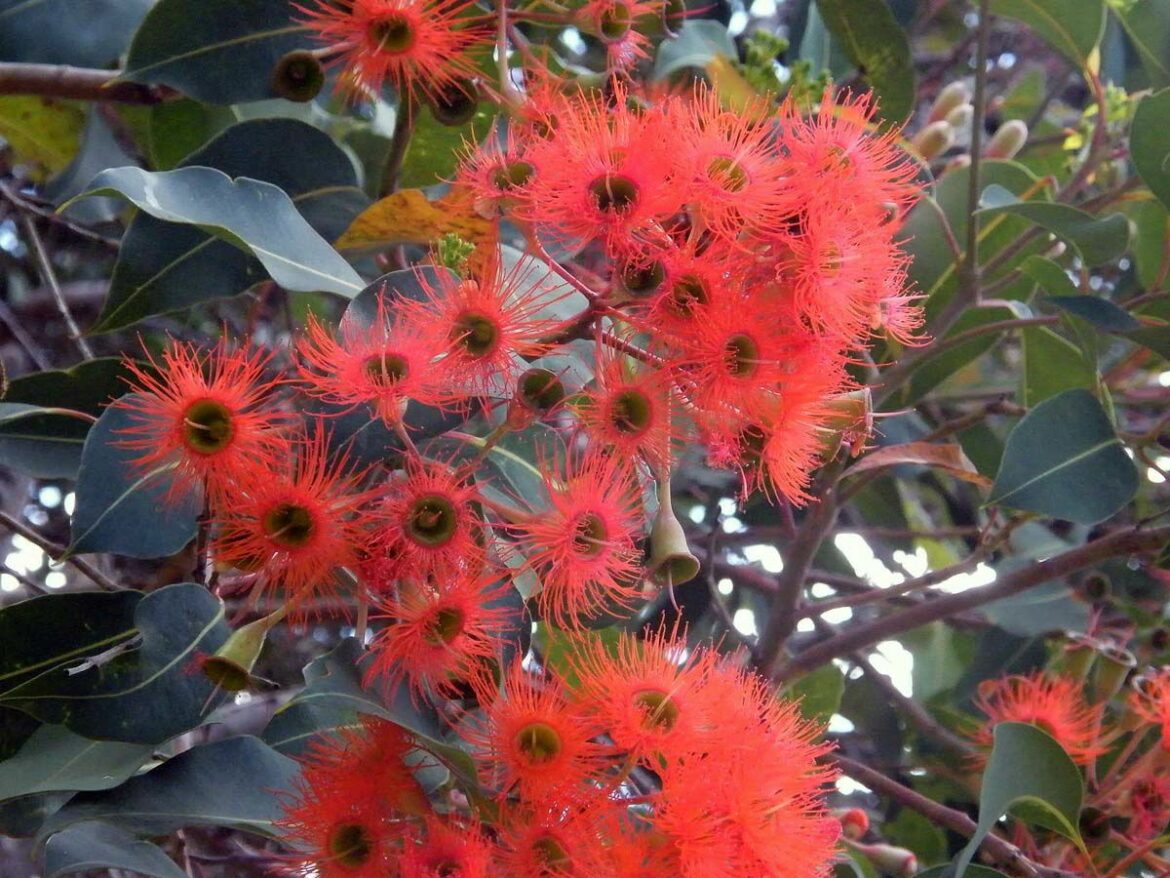 Quels sont les bienfaits de l'eucalyptus ?