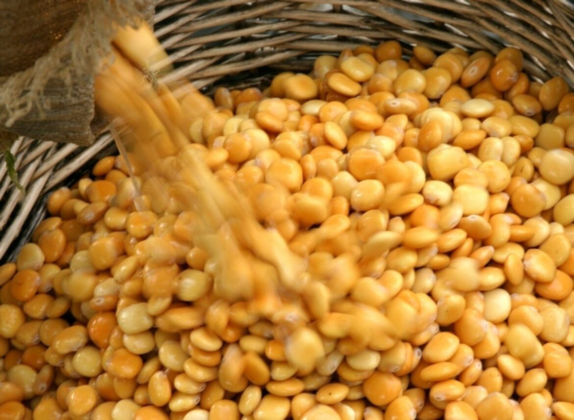 Quels sont les bienfaits du lupin ?