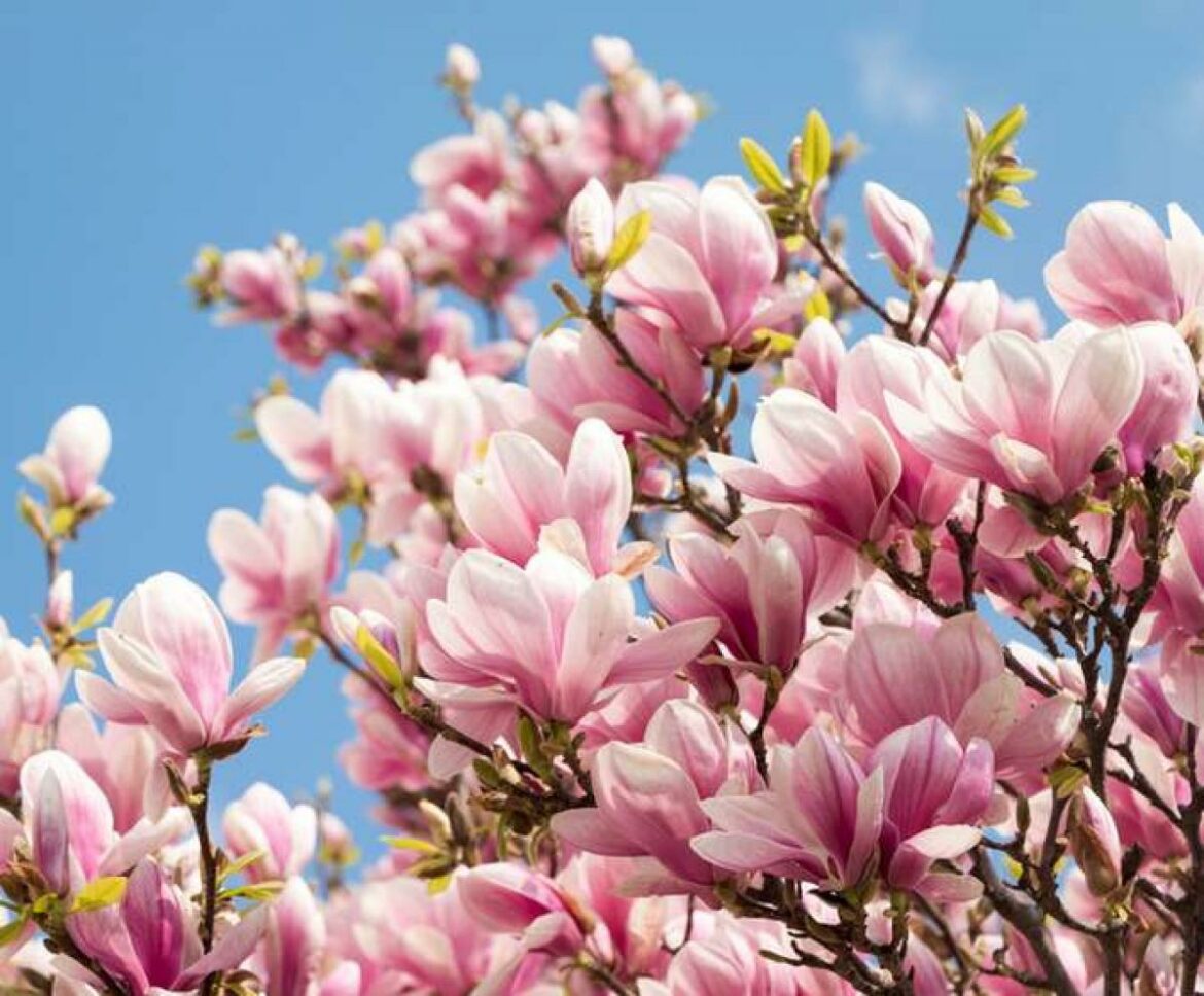 Quels sont les bienfaits du magnolia ?