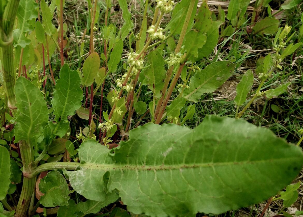 Quels sont les bienfaits du rumex ?