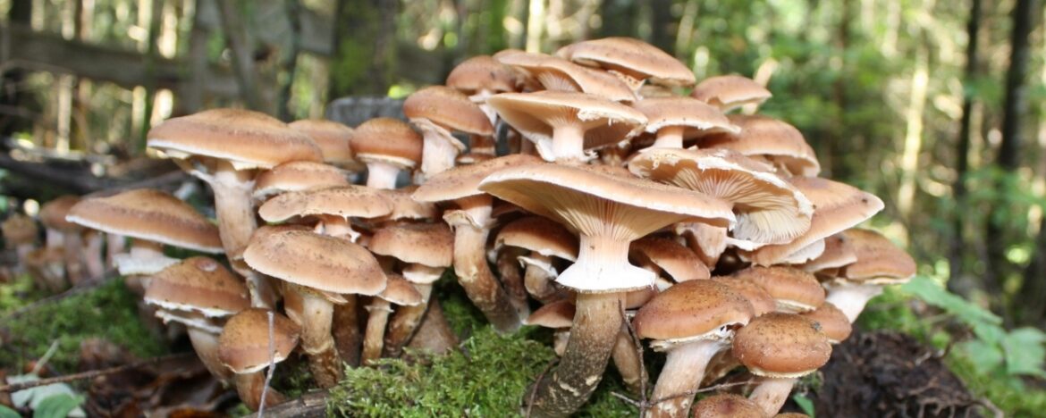 Quels sont les champignons mortels en France ?