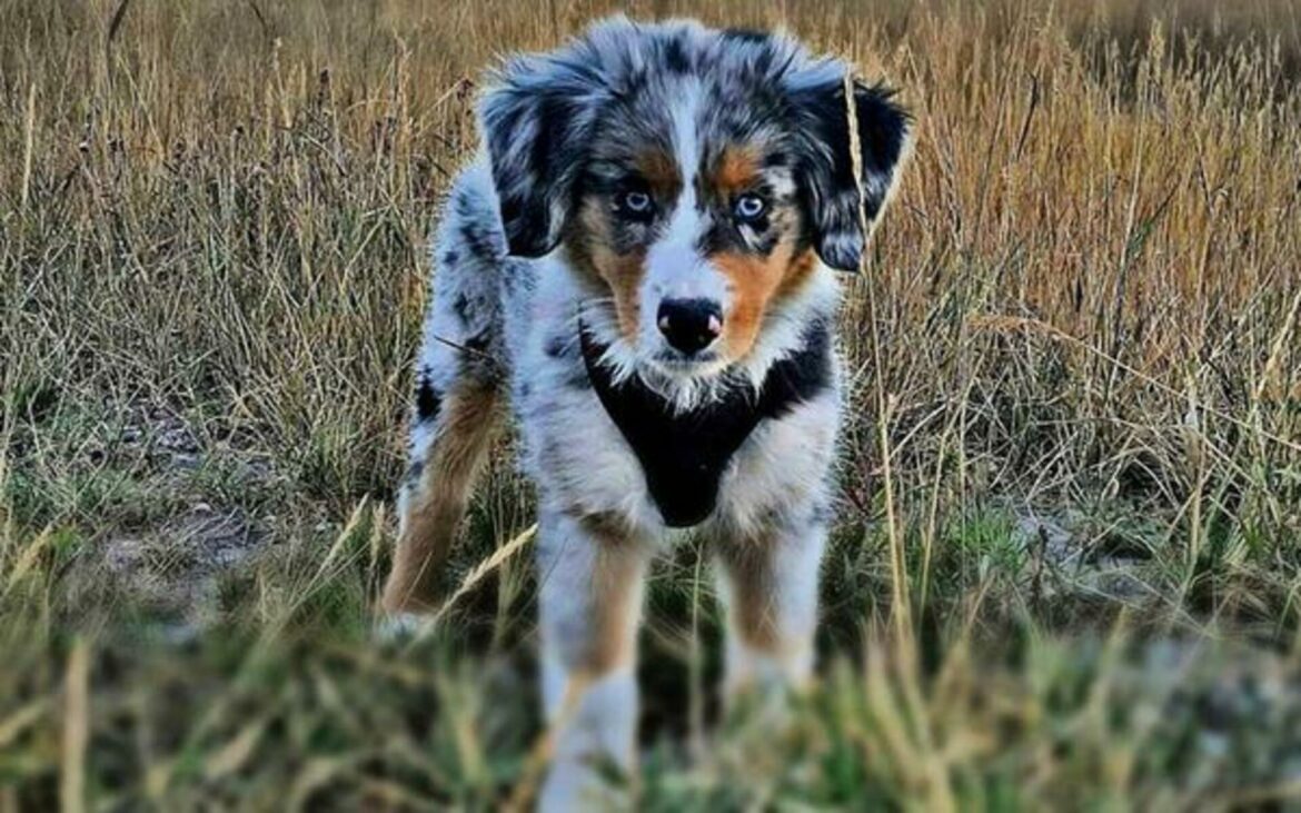 Quels sont les chiens les plus câlins ?