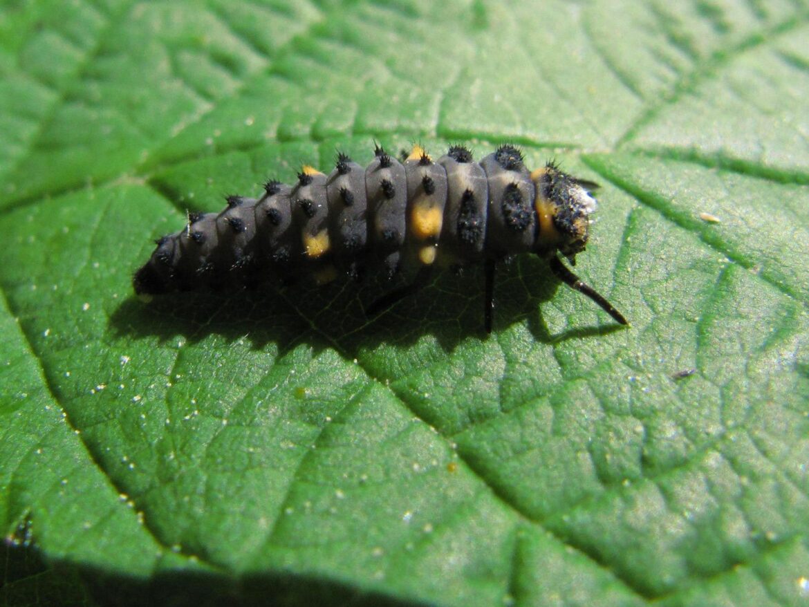 Quels sont les coccinelles qui piquent ?