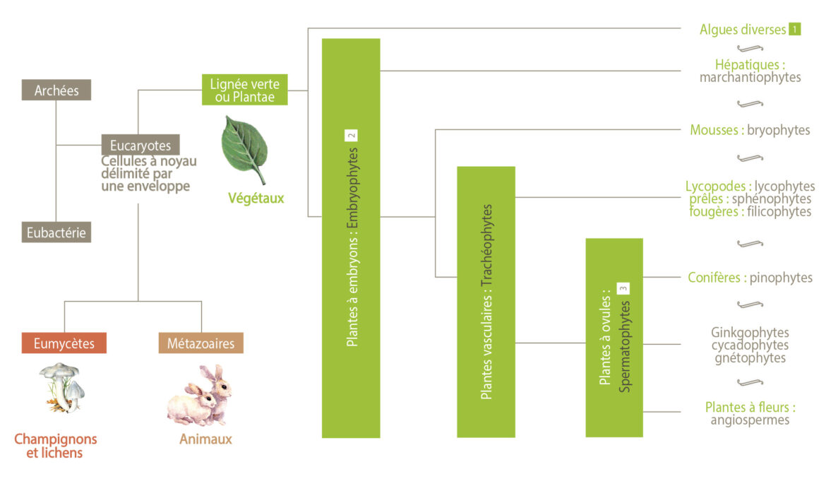 Quels sont les deux grands groupes de végétaux ?