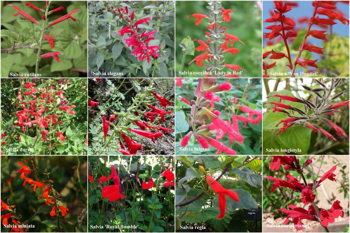 Quels sont les différents types de sauge ?