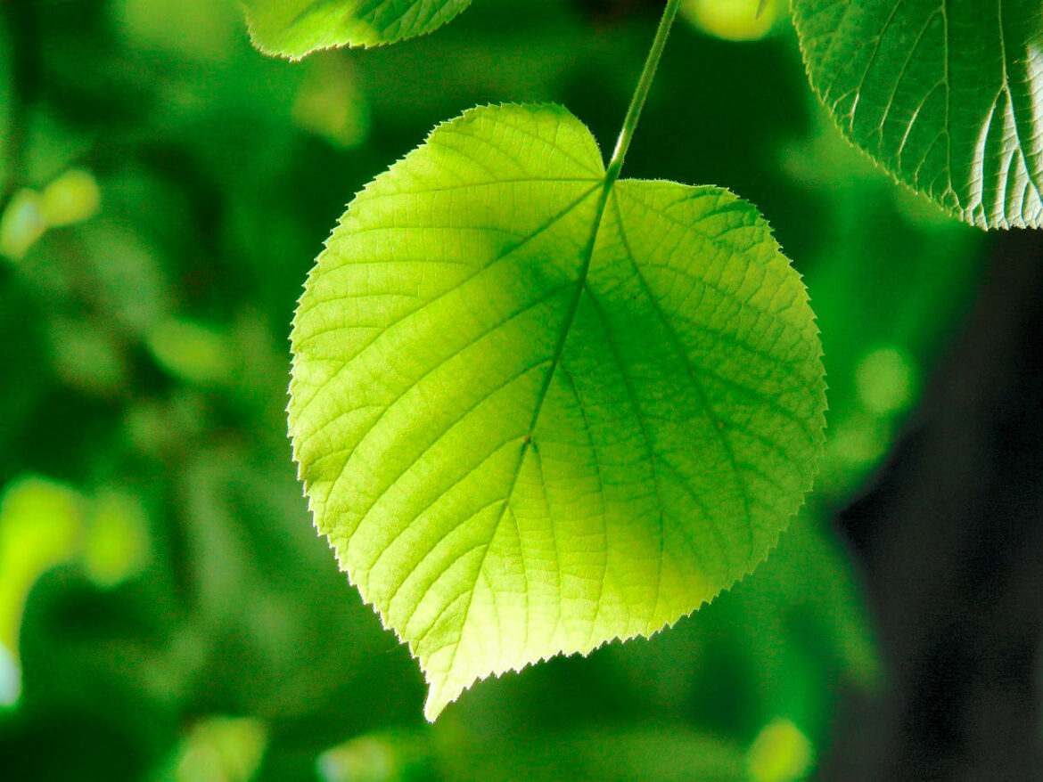 Quels sont les effets indésirables du tilleul ?