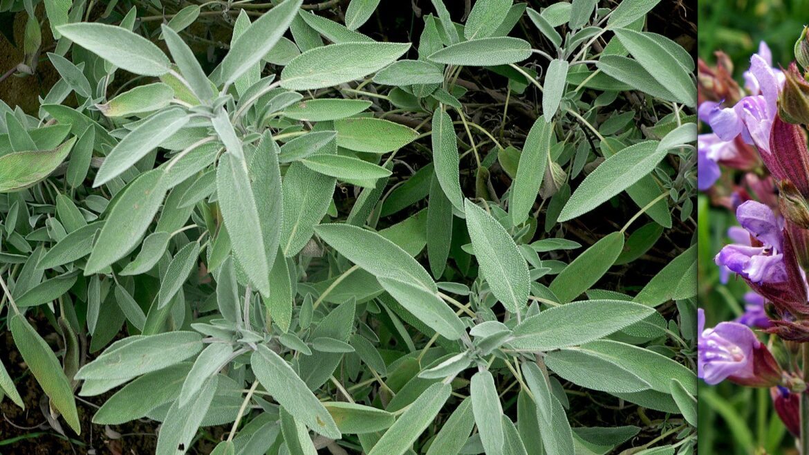 Quels sont les effets secondaires de la sauge ?