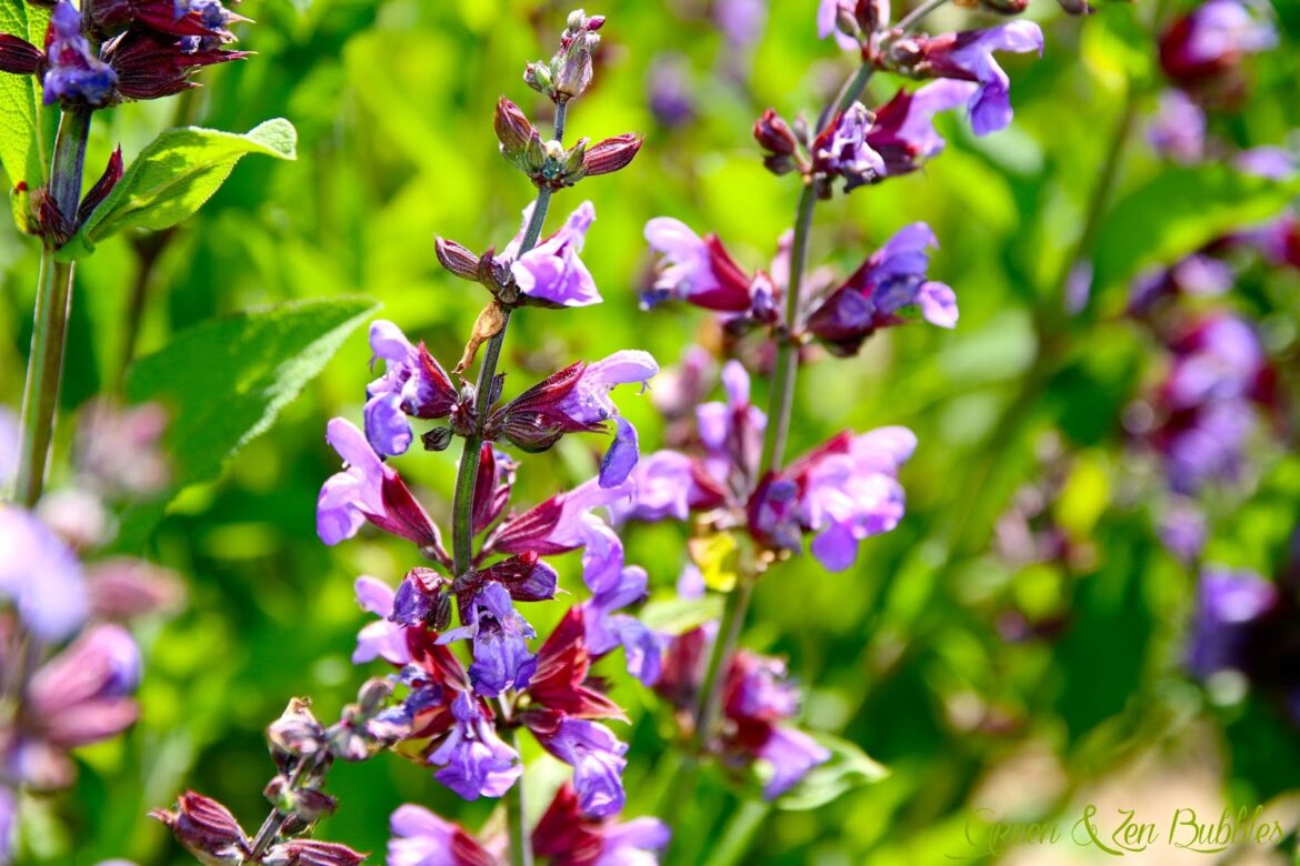 Quels sont les effets secondaires de la sauge ?