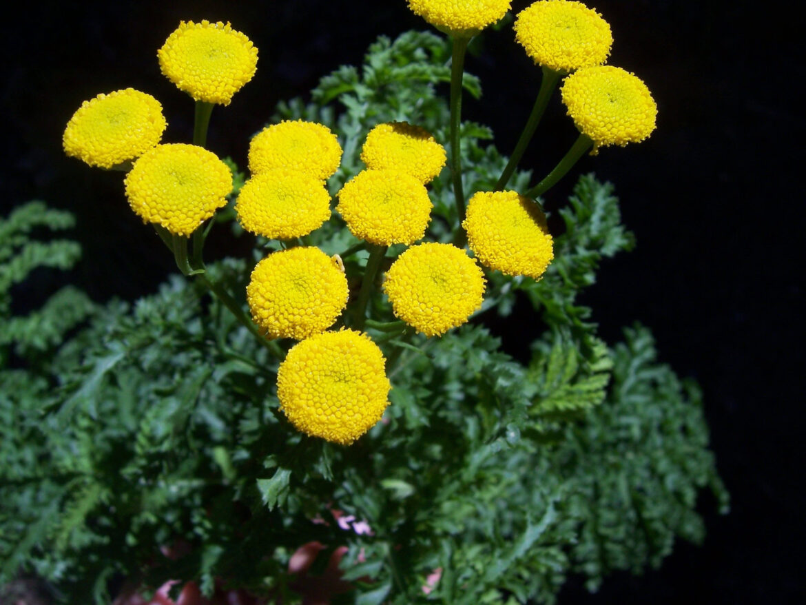 Quels sont les effets secondaires de l'armoise ?