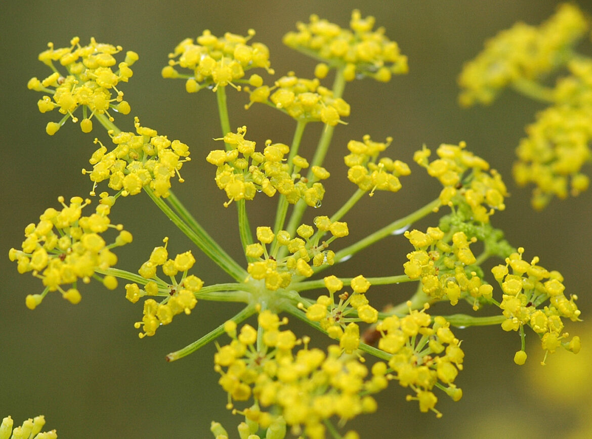 Quels sont les effets secondaires du fenouil ?
