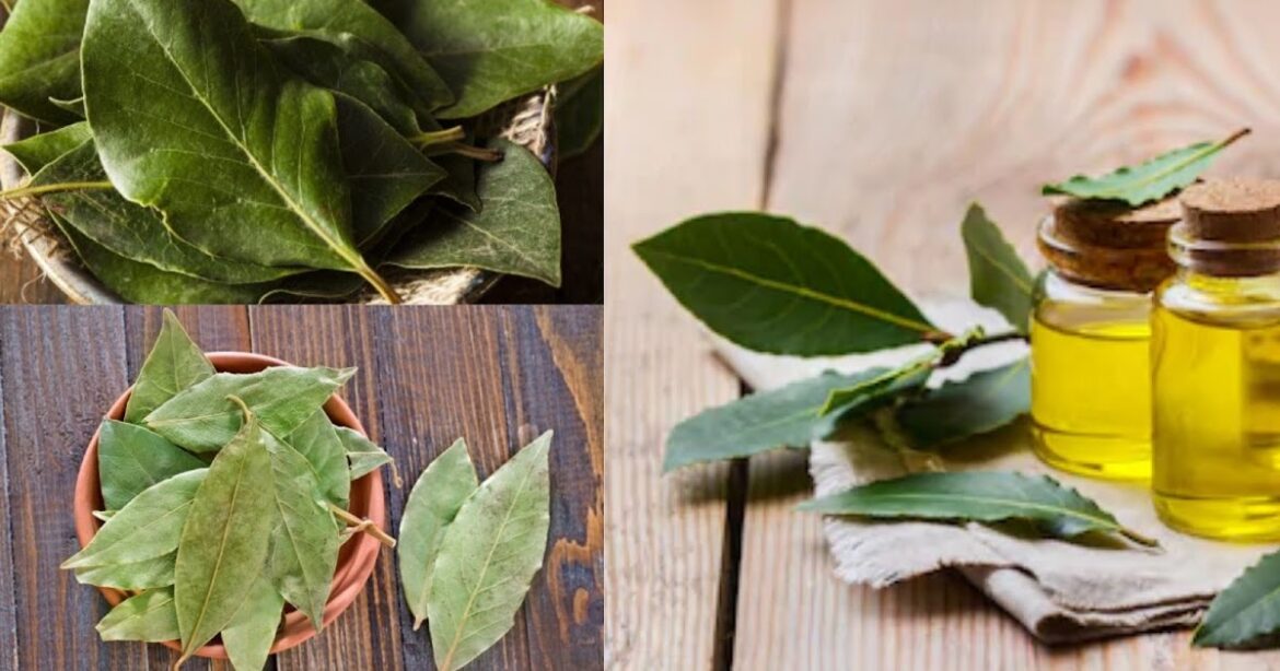 Quels sont les effets secondaires du laurier ?