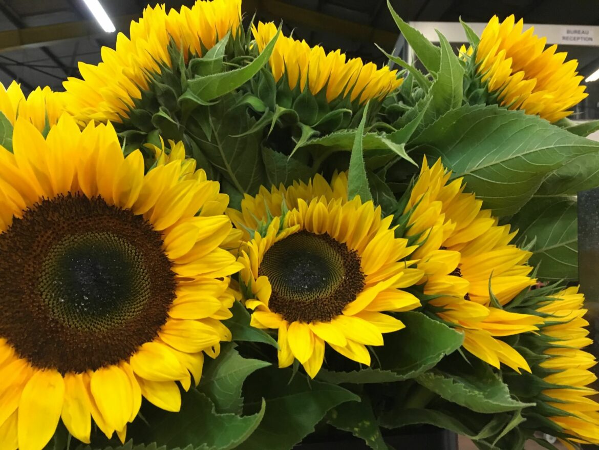 Quels sont les fleurs de l'été ?