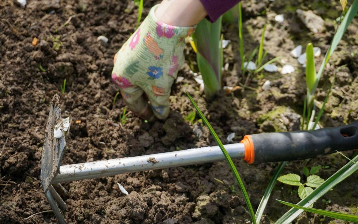 Quels sont les mauvaises herbes ?